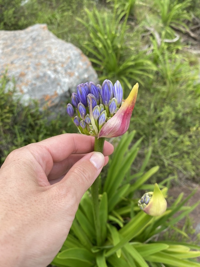Agapanthus pondoensis photo 3