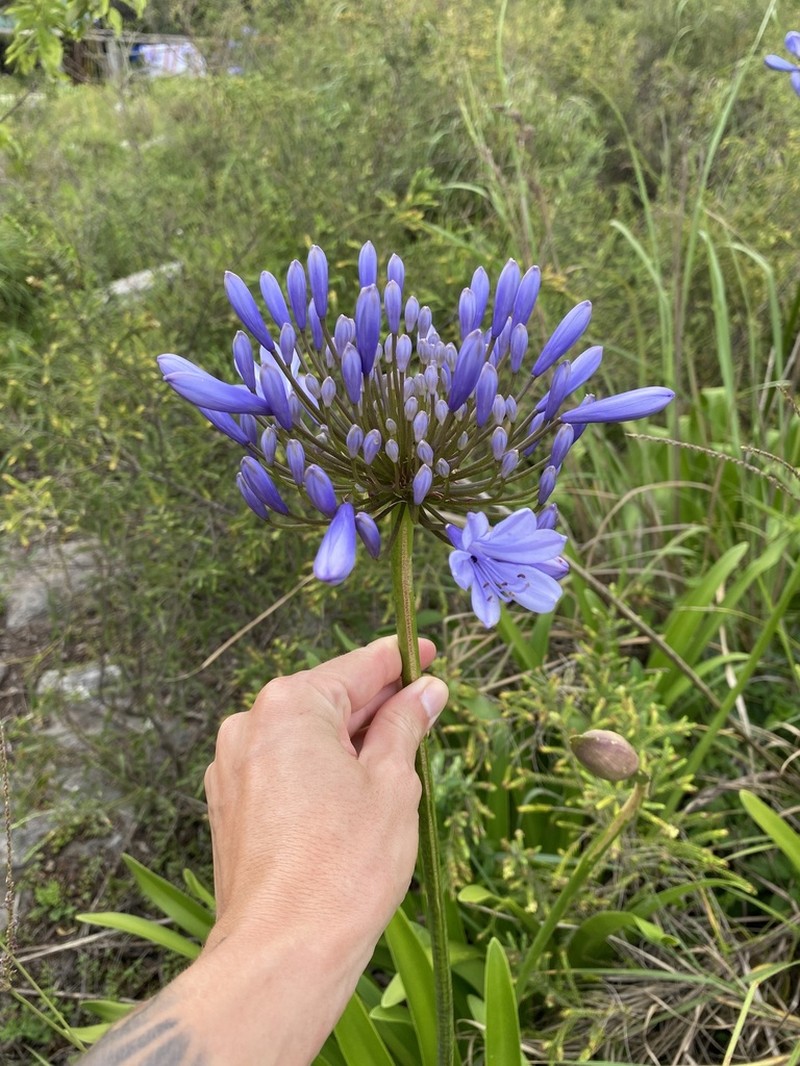 Agapanthus pondoensis photo 4