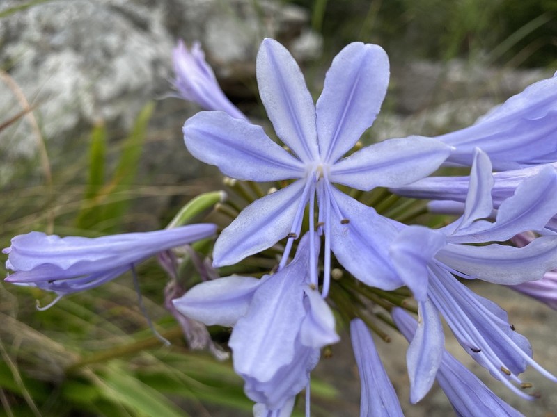 Agapanthus pondoensis photo 5