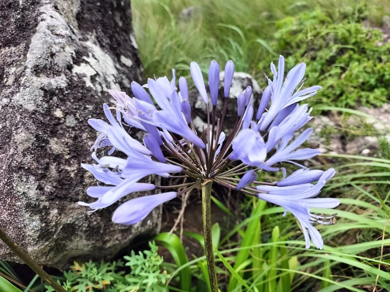 Agapanthus pondoensis photo 6