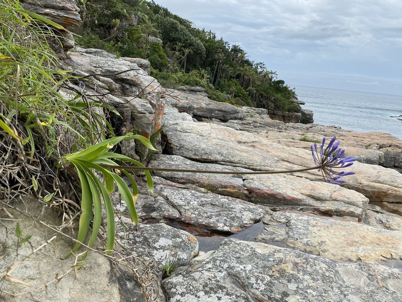 Agapanthus pondoensis photo 7