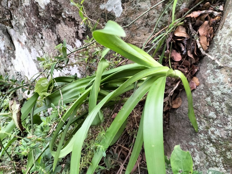 Agapanthus pondoensis photo 8