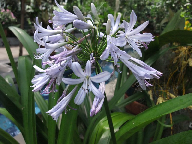 African-Lily photo 3