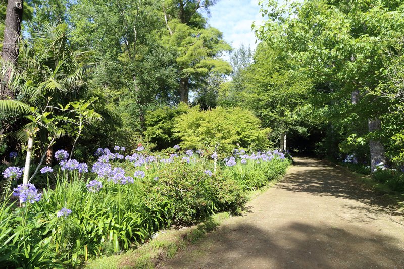 African-Lily photo 4