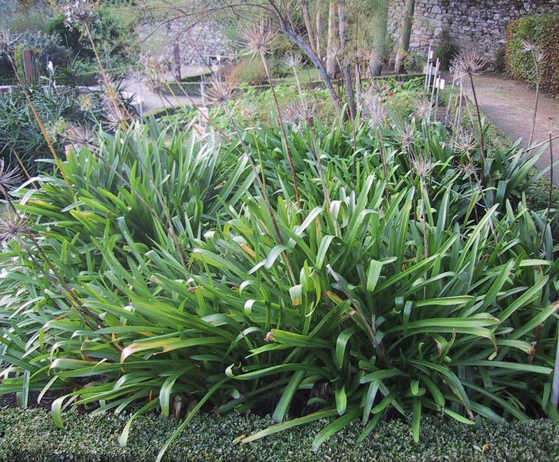 African-Lily photo 5