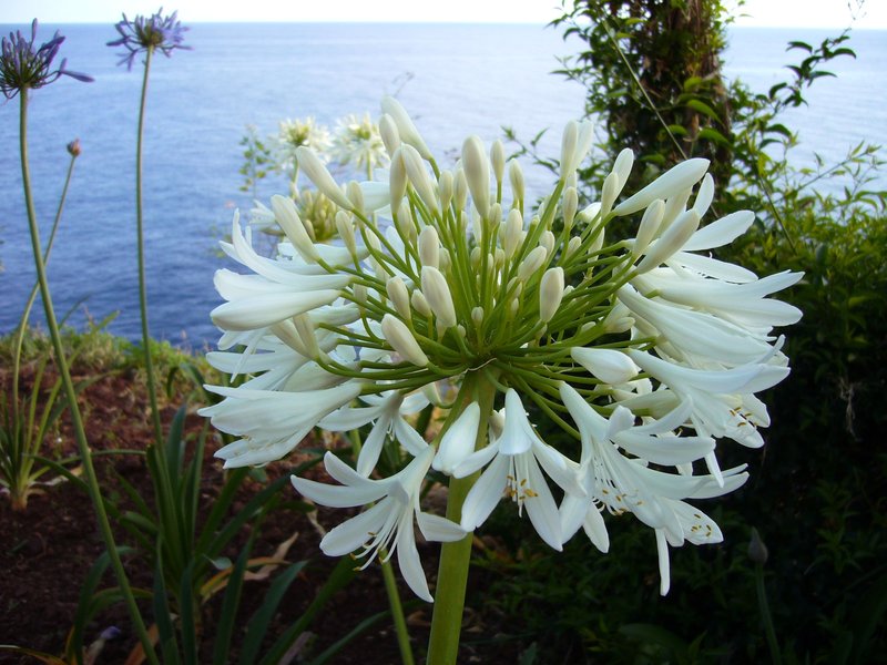 African-Lily photo 6