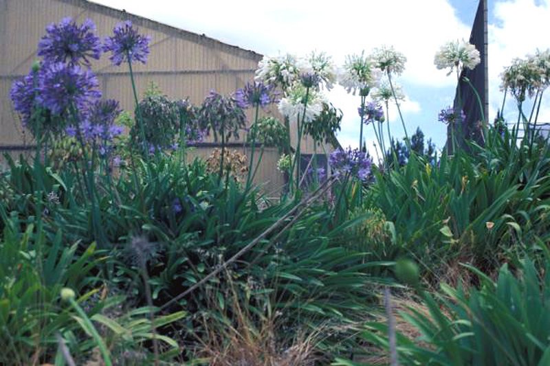 African-Lily photo 7