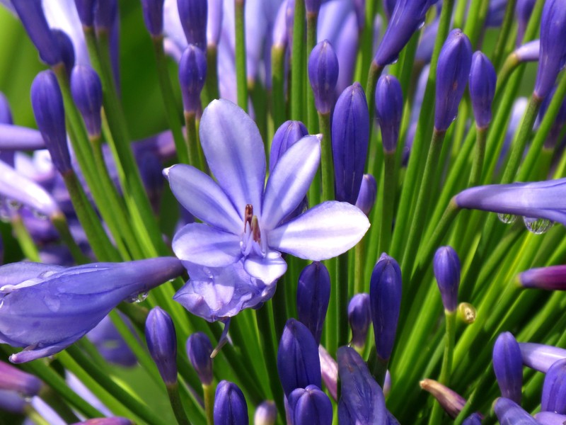 African-Lily photo 8