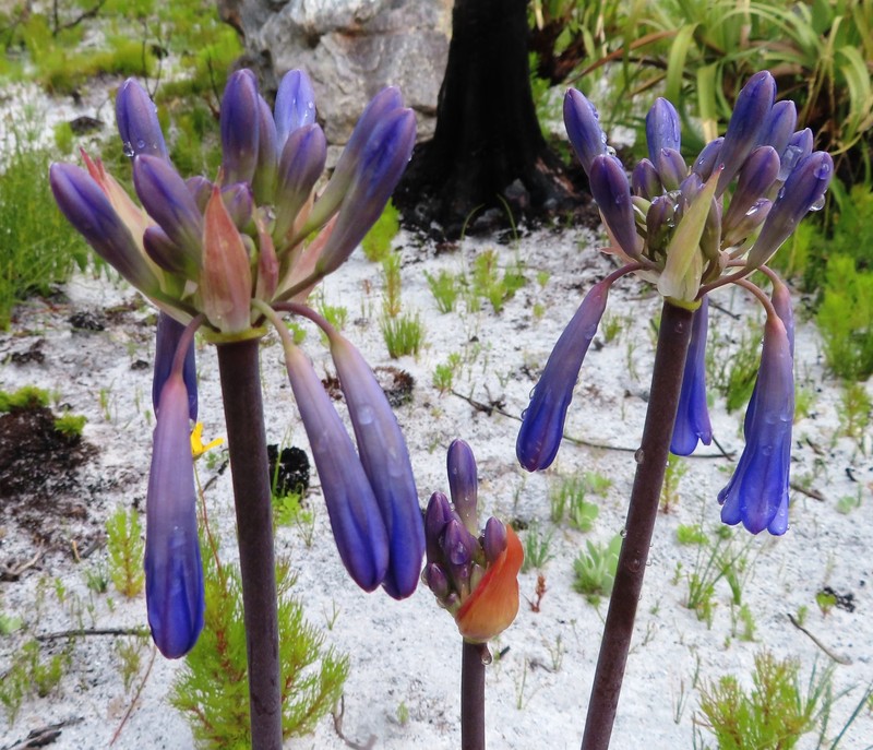 Agapanthus walshii