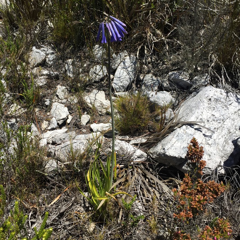 Agapanthus walshii photo 2