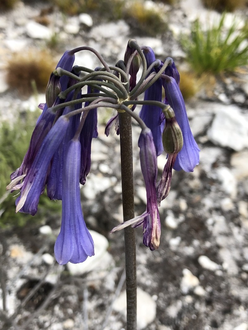 Agapanthus walshii photo 3