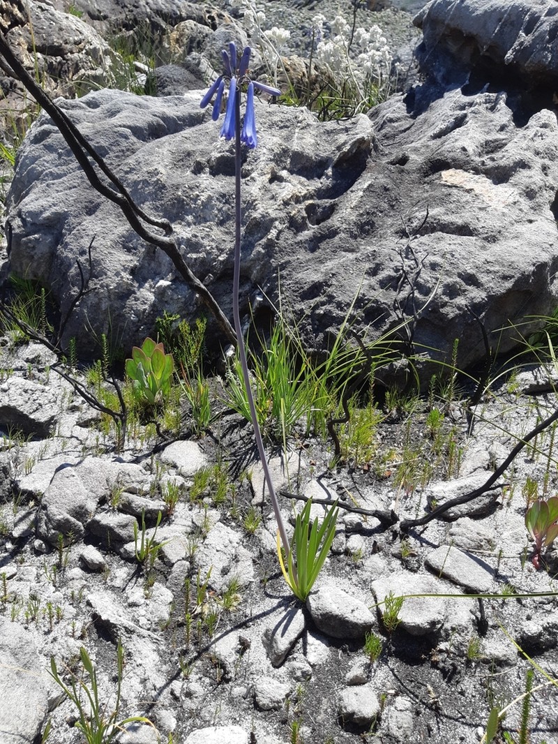 Agapanthus walshii photo 4