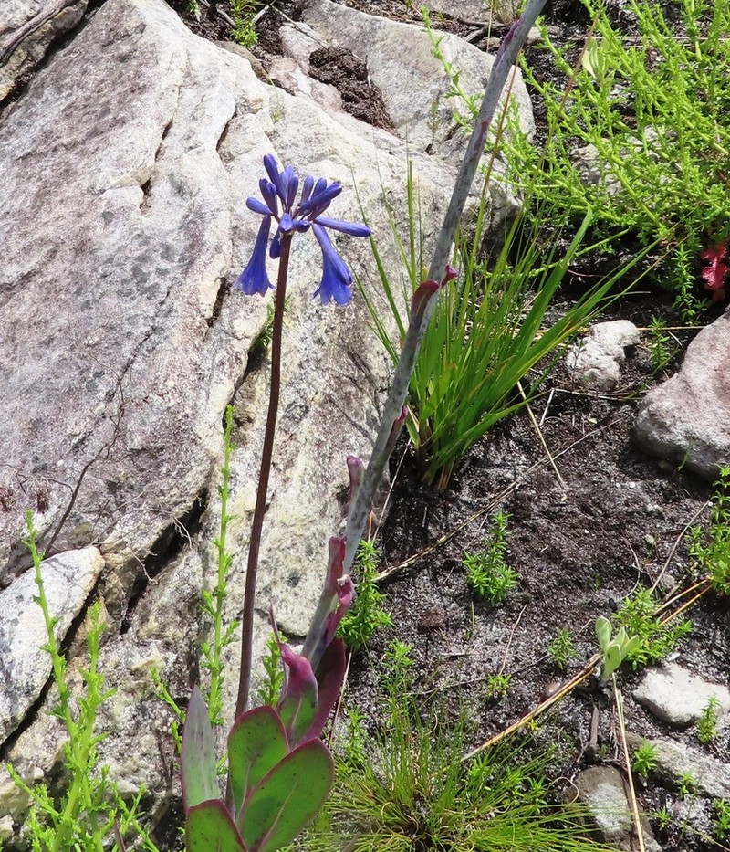 Agapanthus walshii photo 5