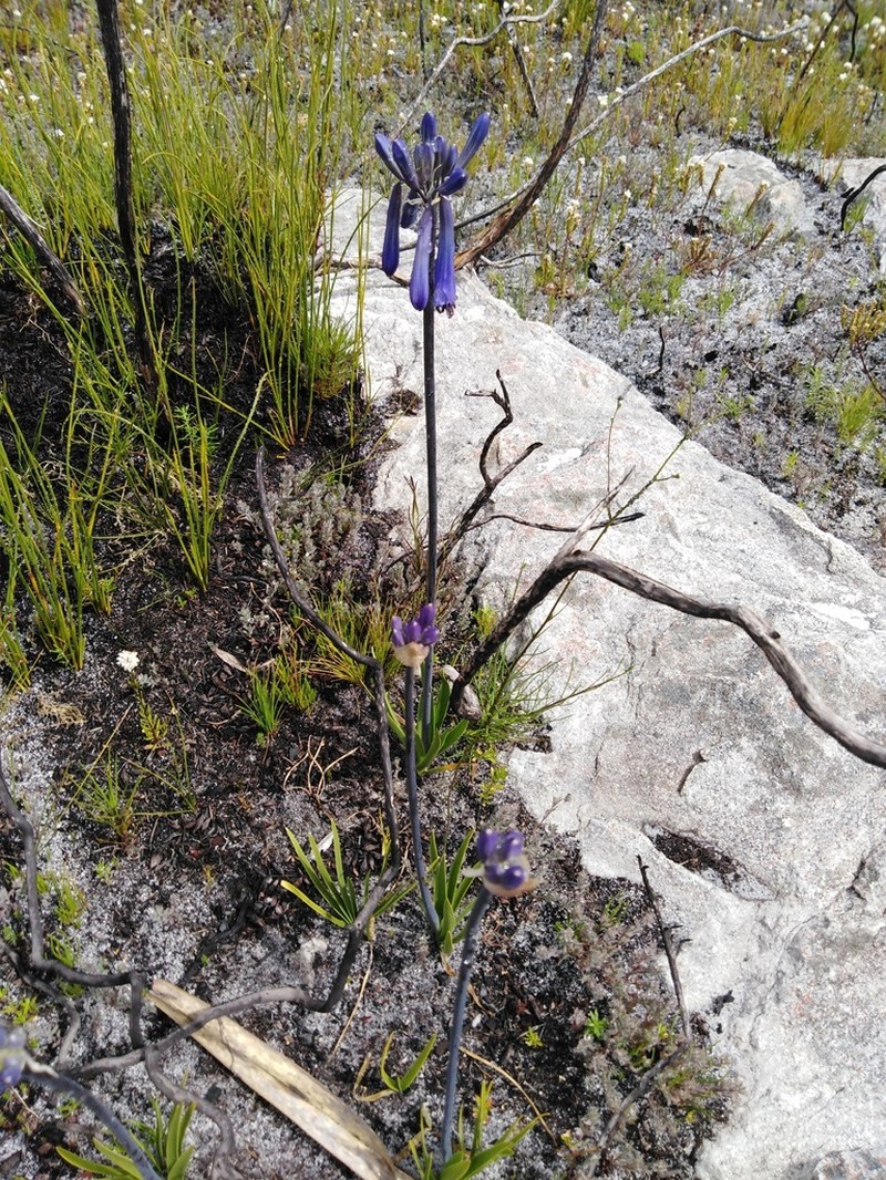 Agapanthus walshii photo 6