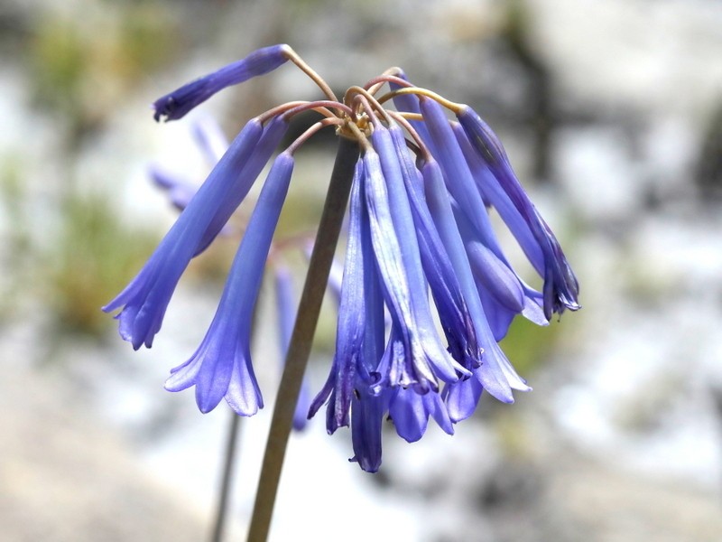 Agapanthus walshii photo 7