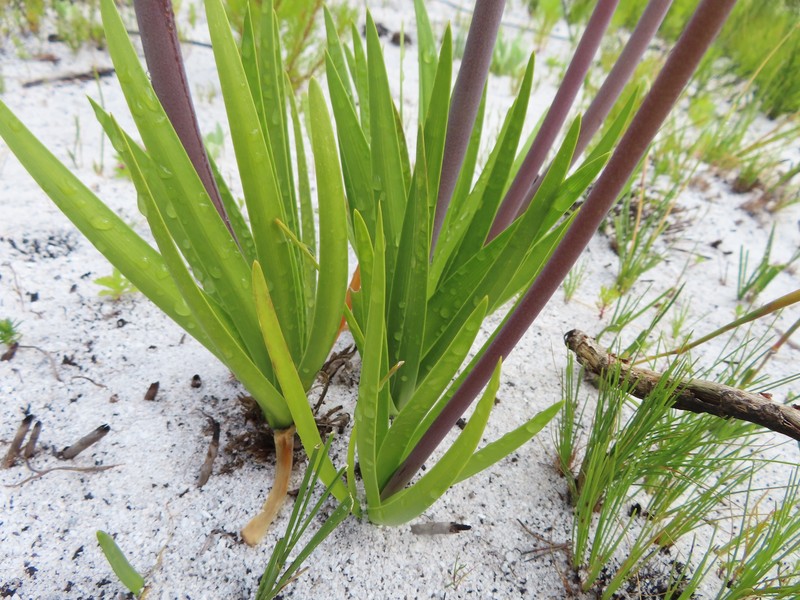 Agapanthus walshii photo 8