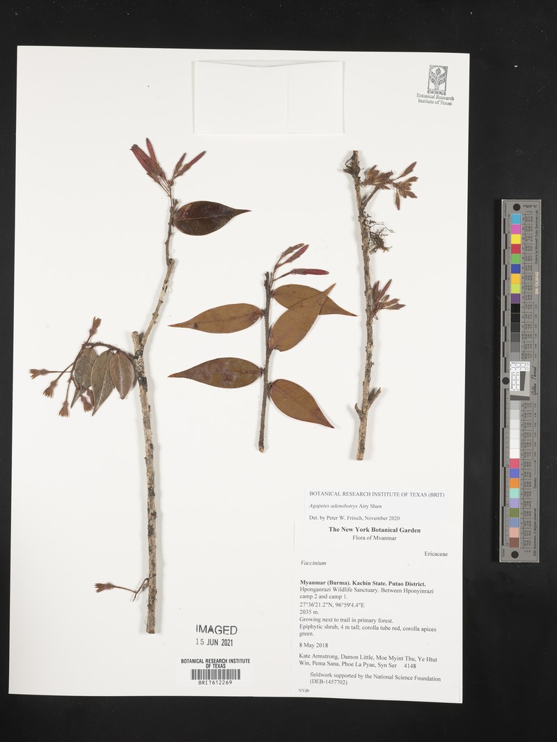 Agapetes adenobotrys