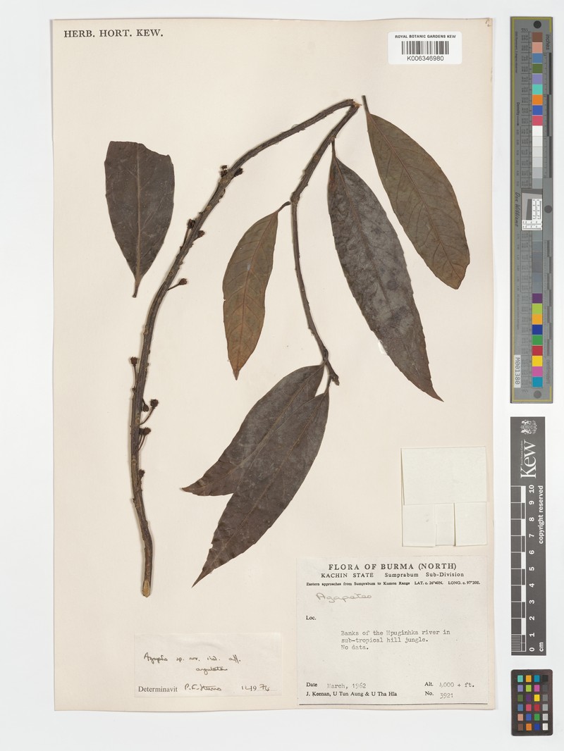 Agapetes angulata photo 3