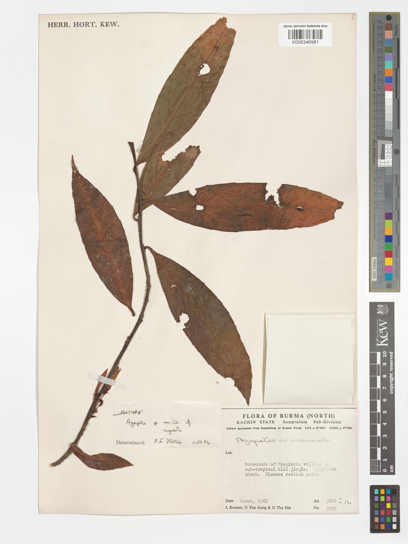 Agapetes angulata photo 6
