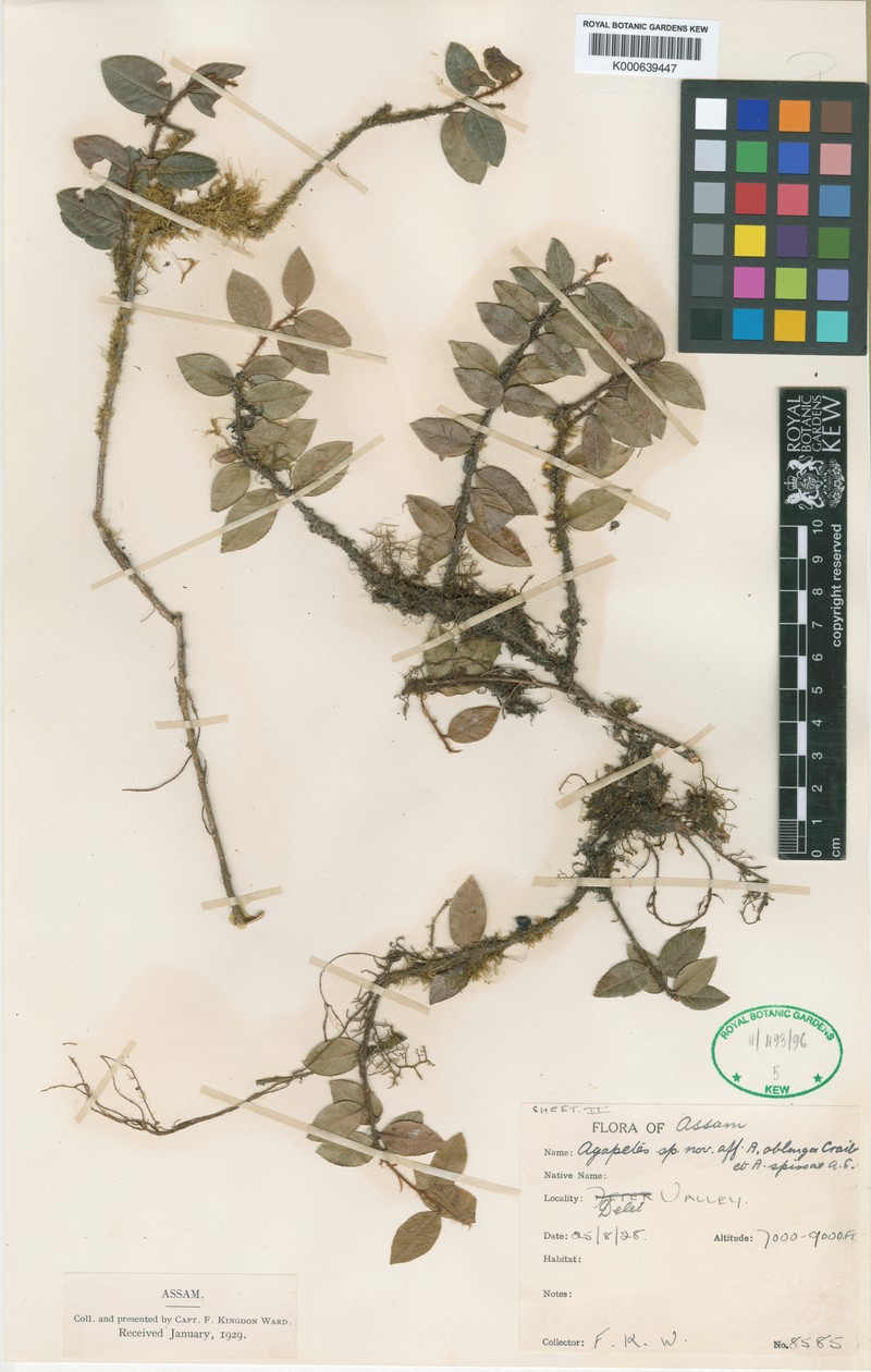 Agapetes anonyma