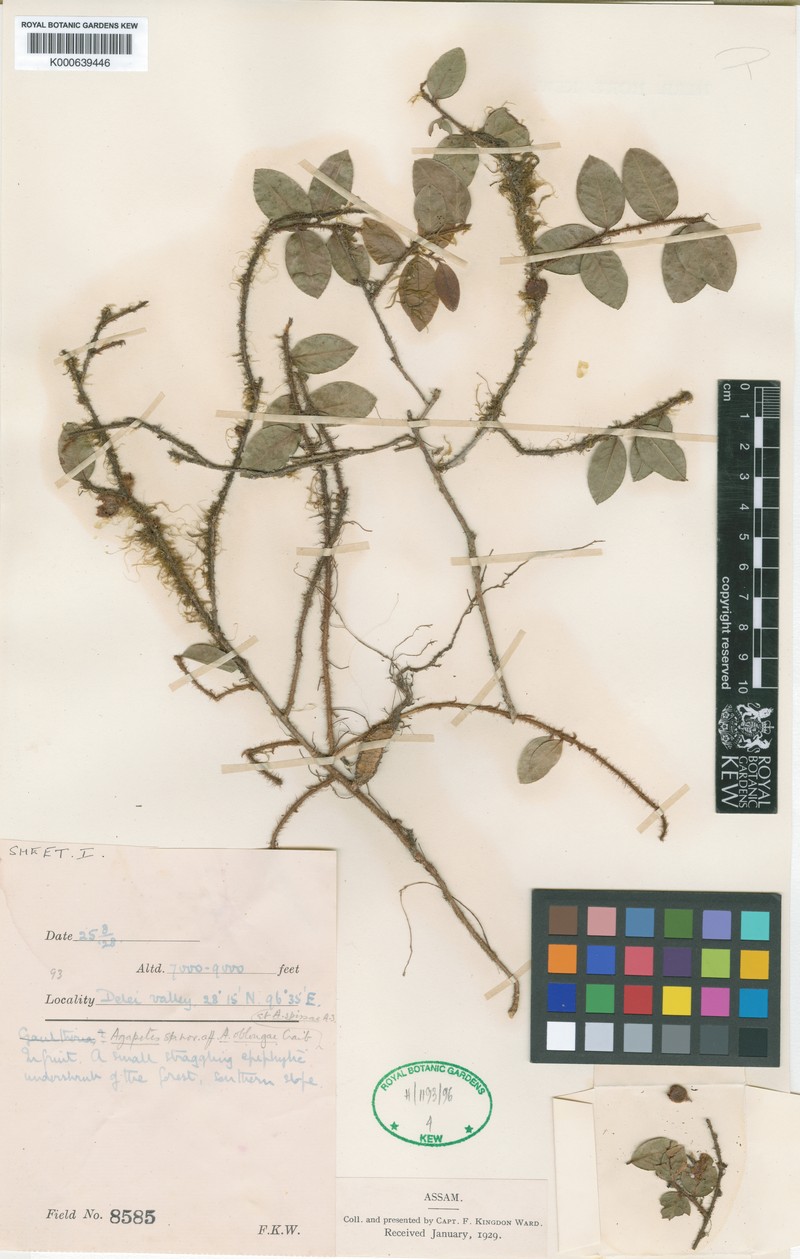Agapetes anonyma photo 2