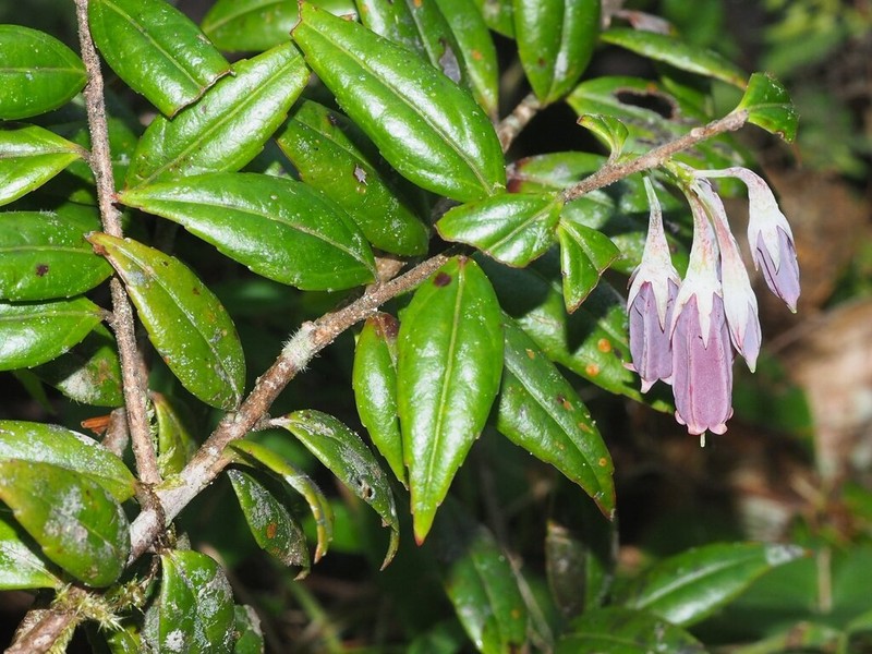Agapetes atrosanguinea