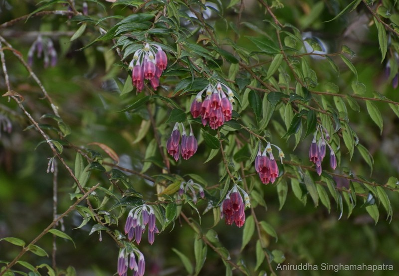 Agapetes atrosanguinea photo 2