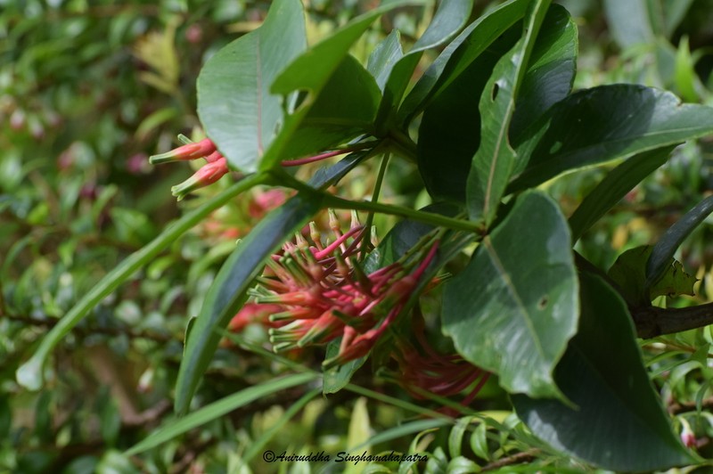 Agapetes auriculata photo 3