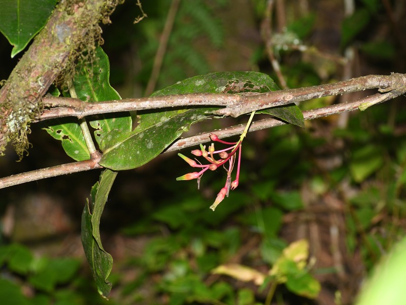 Agapetes auriculata photo 4
