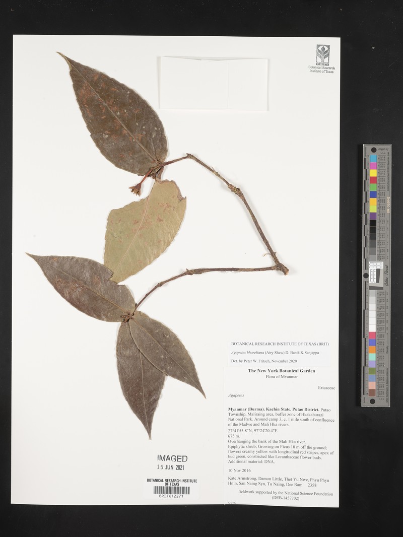 Agapetes bhareliana