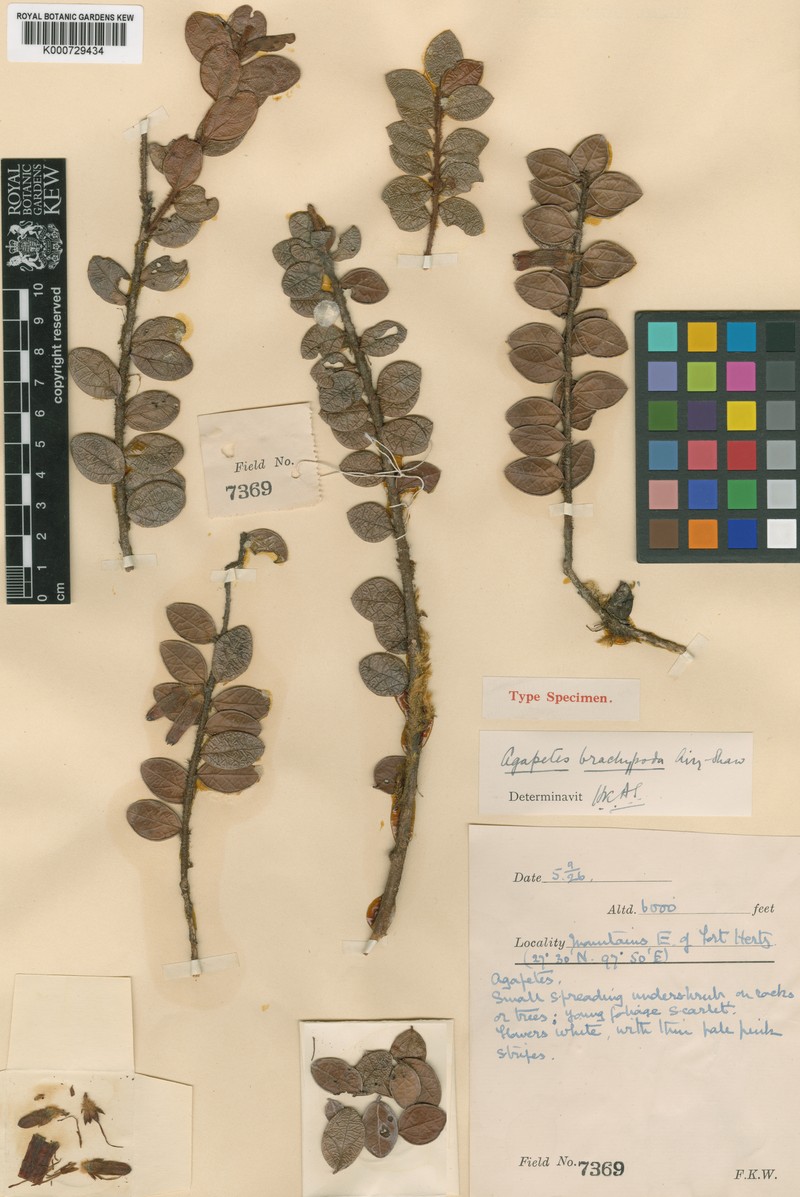 Agapetes brachypoda