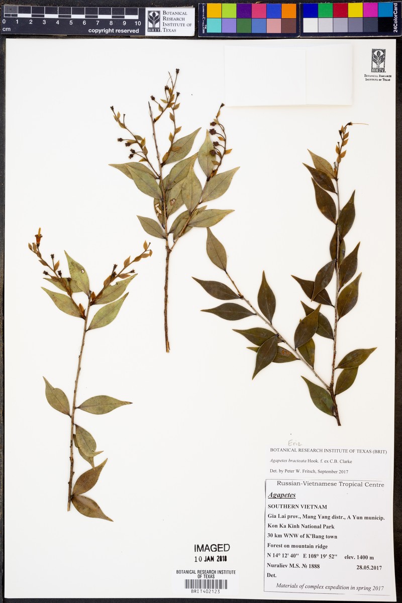 Agapetes bracteata