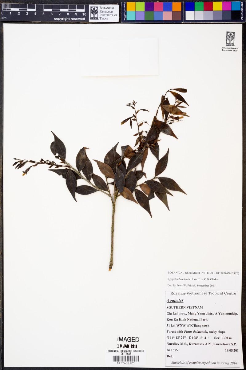 Agapetes bracteata photo 2