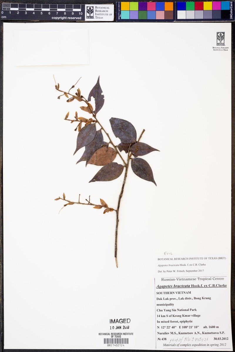 Agapetes bracteata photo 3
