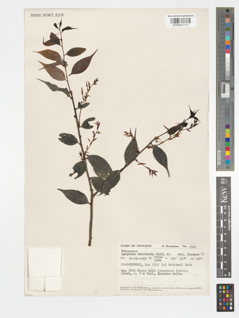 Agapetes bracteata photo 4