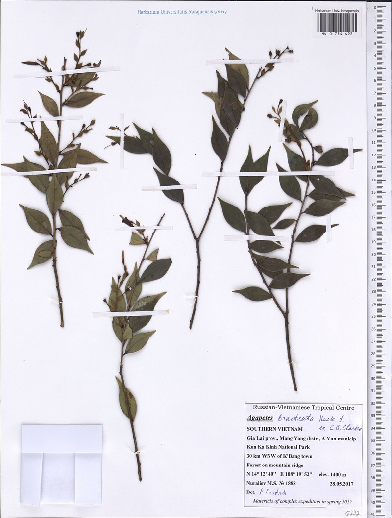 Agapetes bracteata photo 5