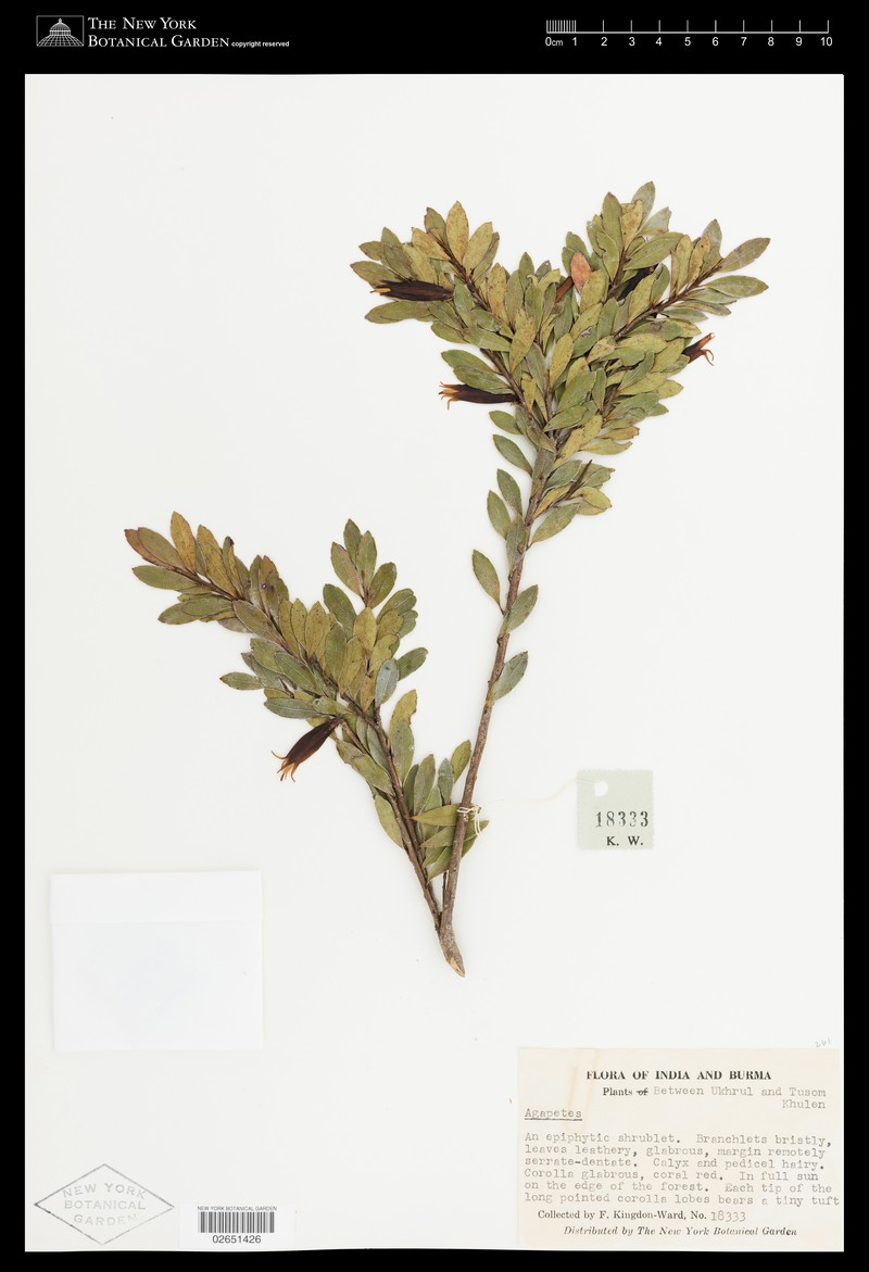 Agapetes buxifolia