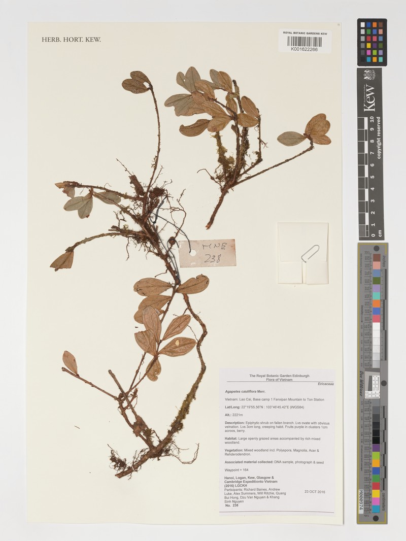 Agapetes cauliflora