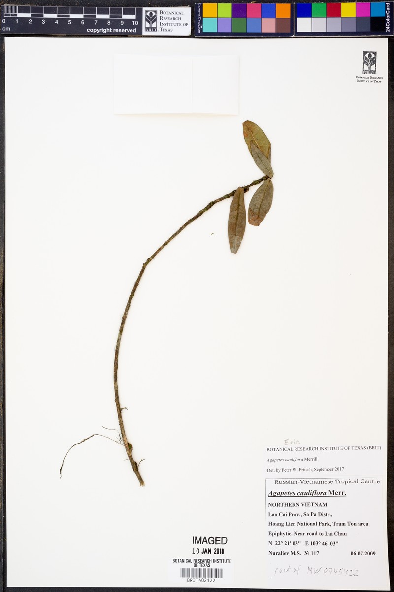 Agapetes cauliflora photo 2