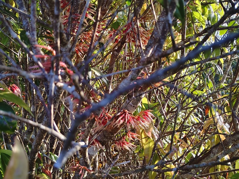 Agapetes chapaensis