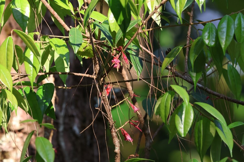 Agapetes chapaensis photo 2
