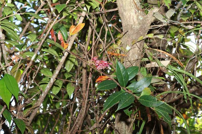 Agapetes chapaensis photo 3