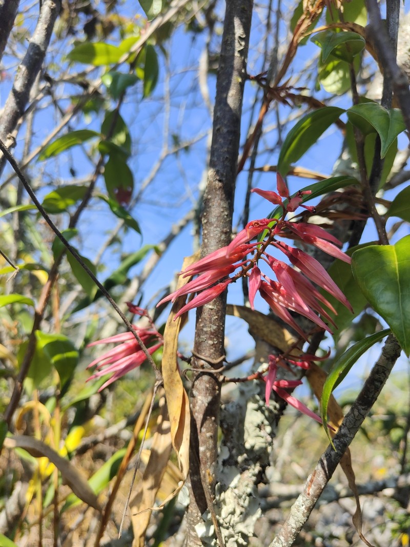 Agapetes chapaensis photo 4