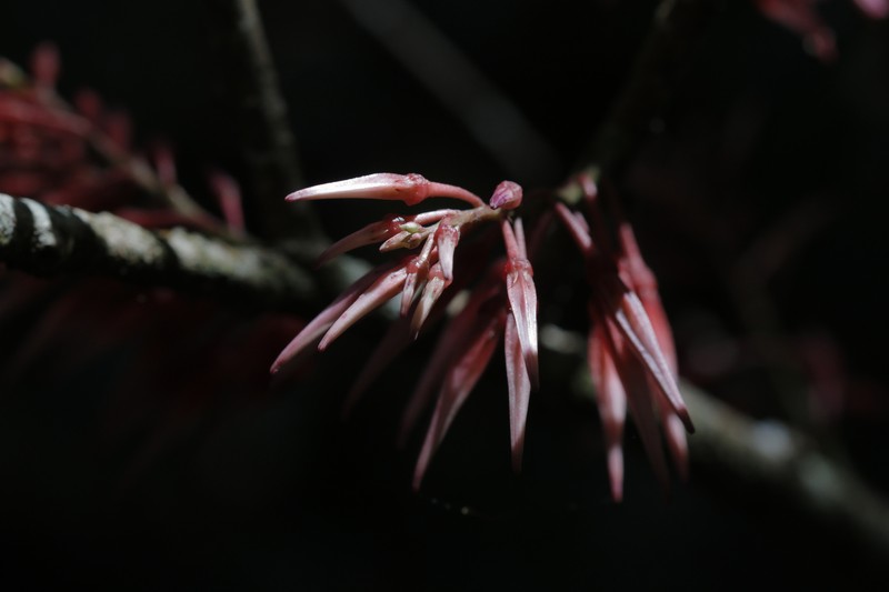 Agapetes chapaensis photo 5