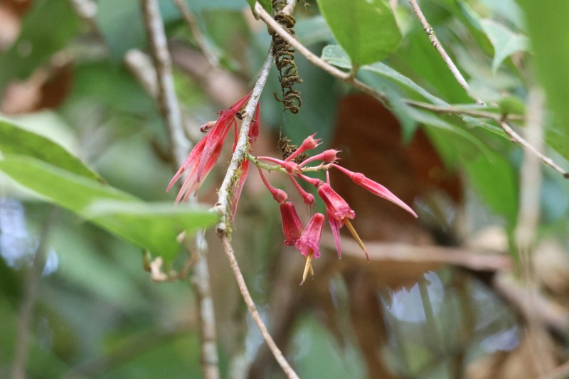 Agapetes chapaensis photo 6