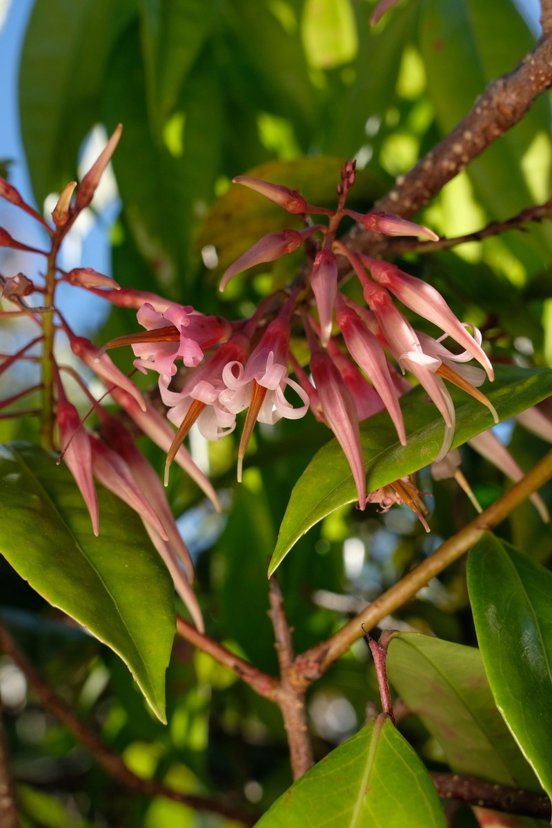 Agapetes chapaensis photo 8