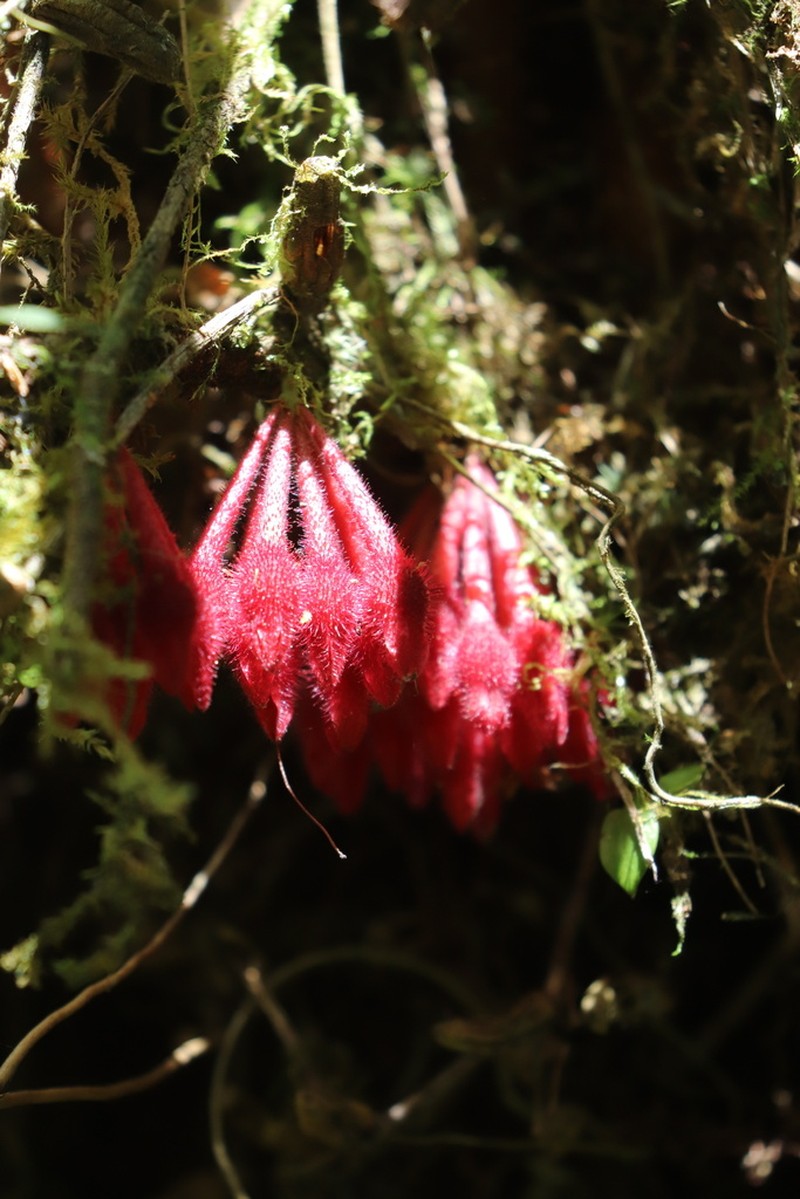 Agapetes ciliata