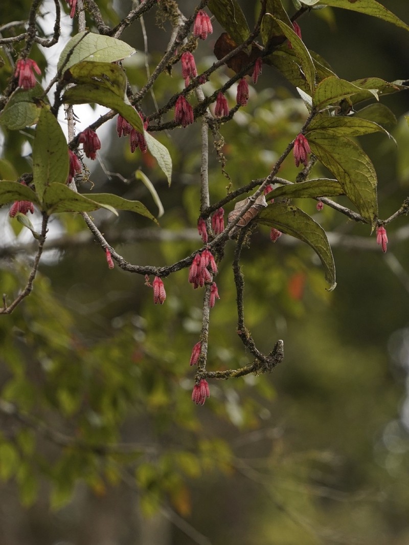 Agapetes ciliata photo 2