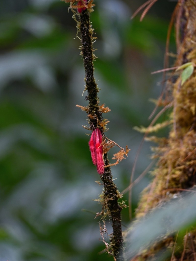 Agapetes ciliata photo 4