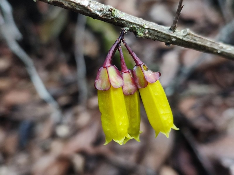 Agapetes flava photo 3